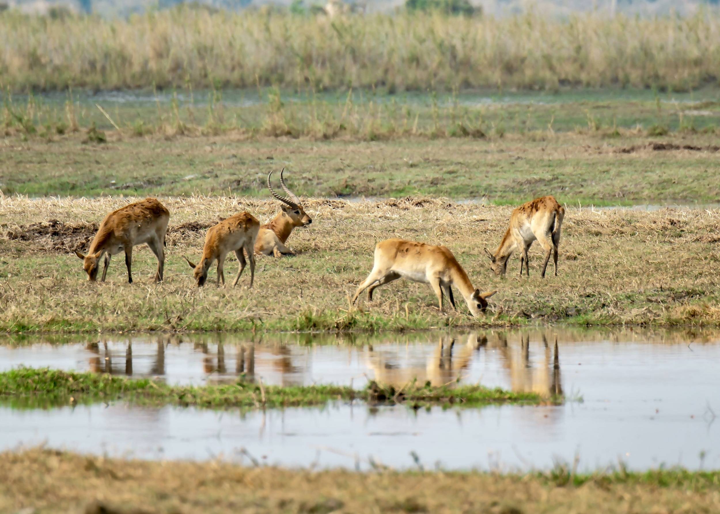 Aerial View Of Okavango Delta Botswana