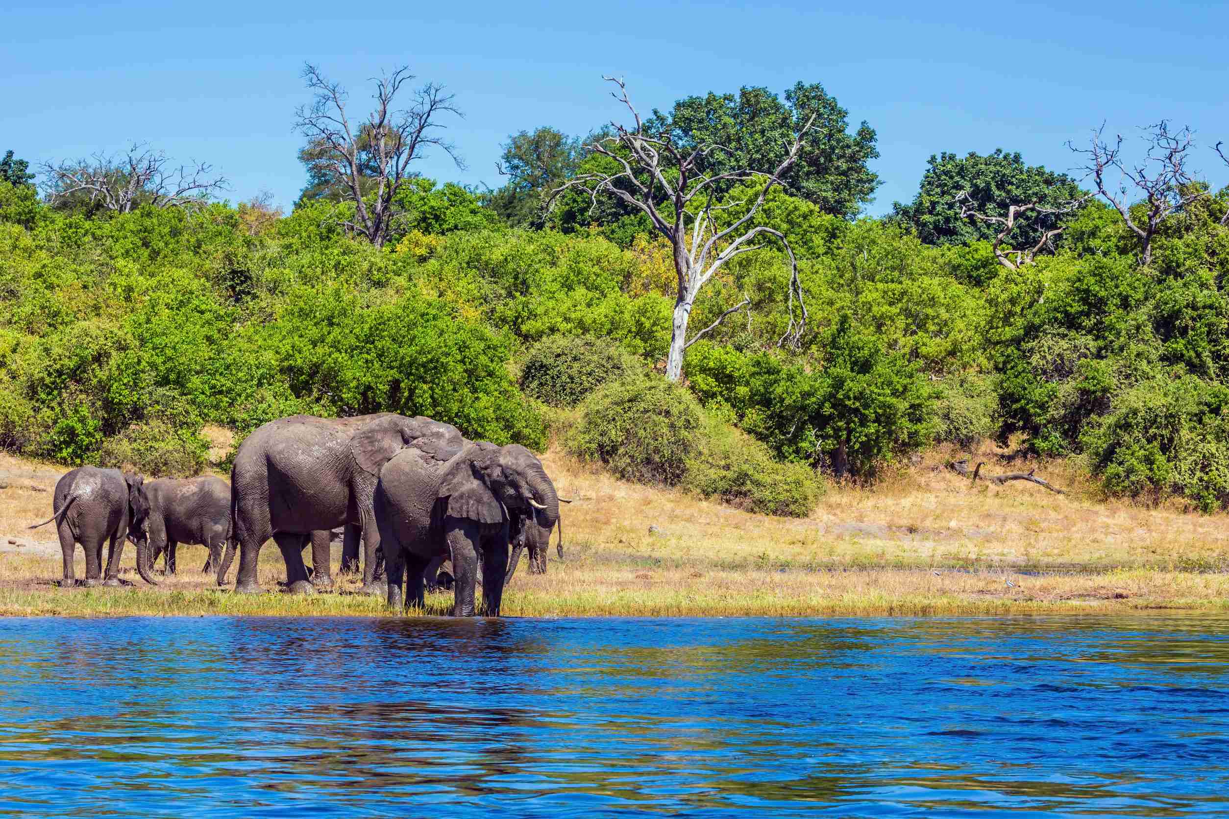 Botswana Evisa For Democratic Republic Of The Congo