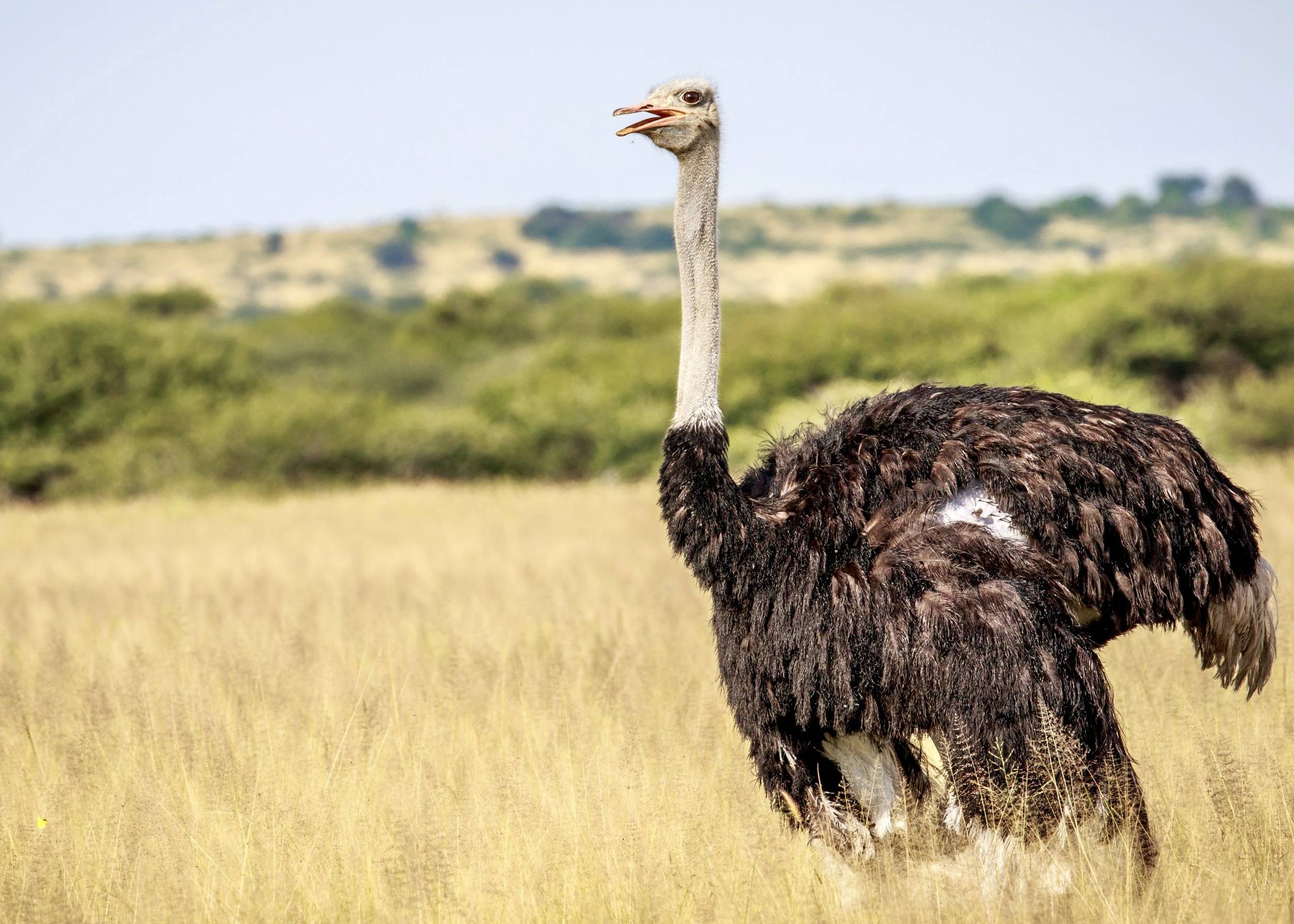 Central Kalahari Desert Landscape Botswana