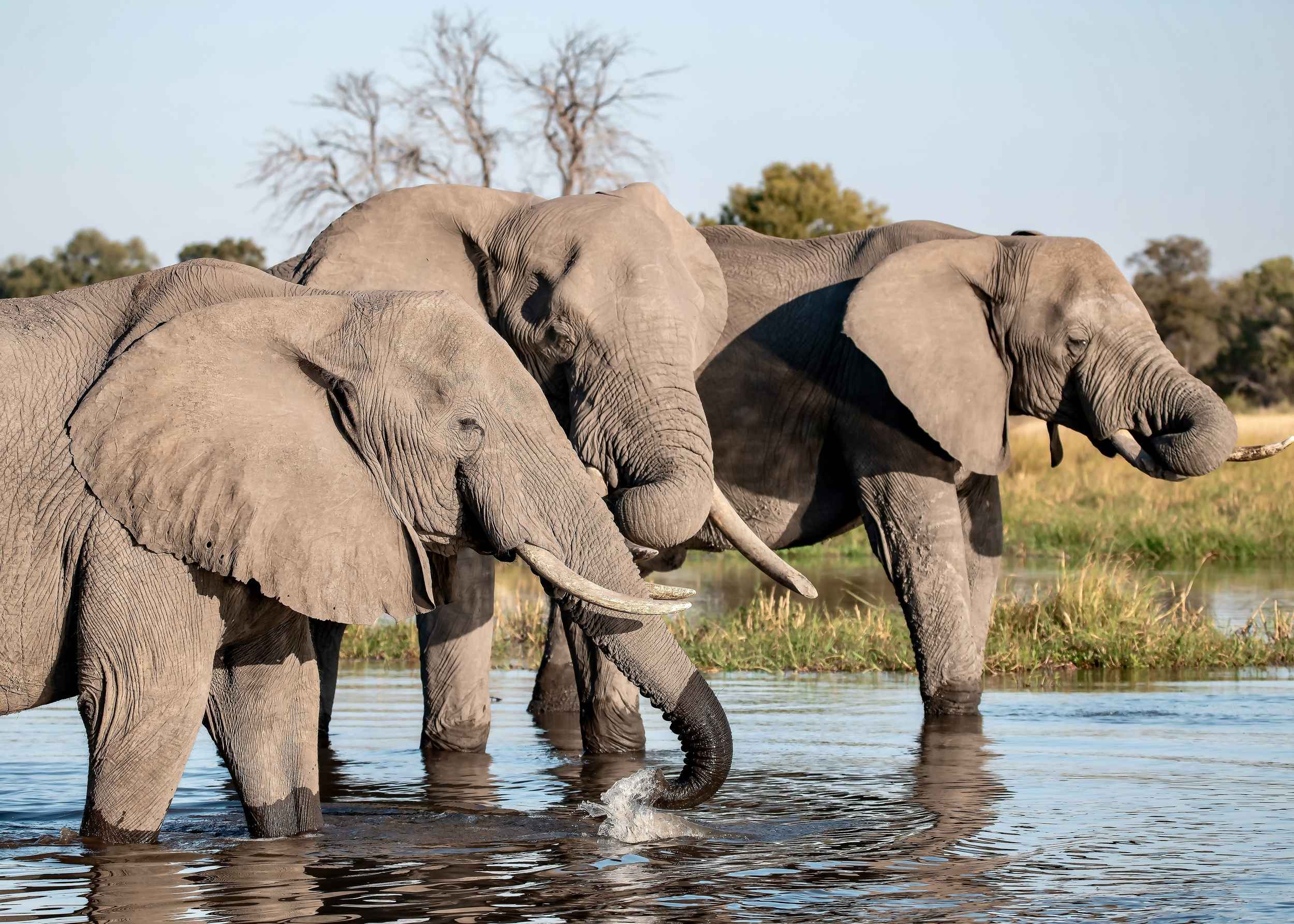 Chobe National Park Elephant Herd Botswana