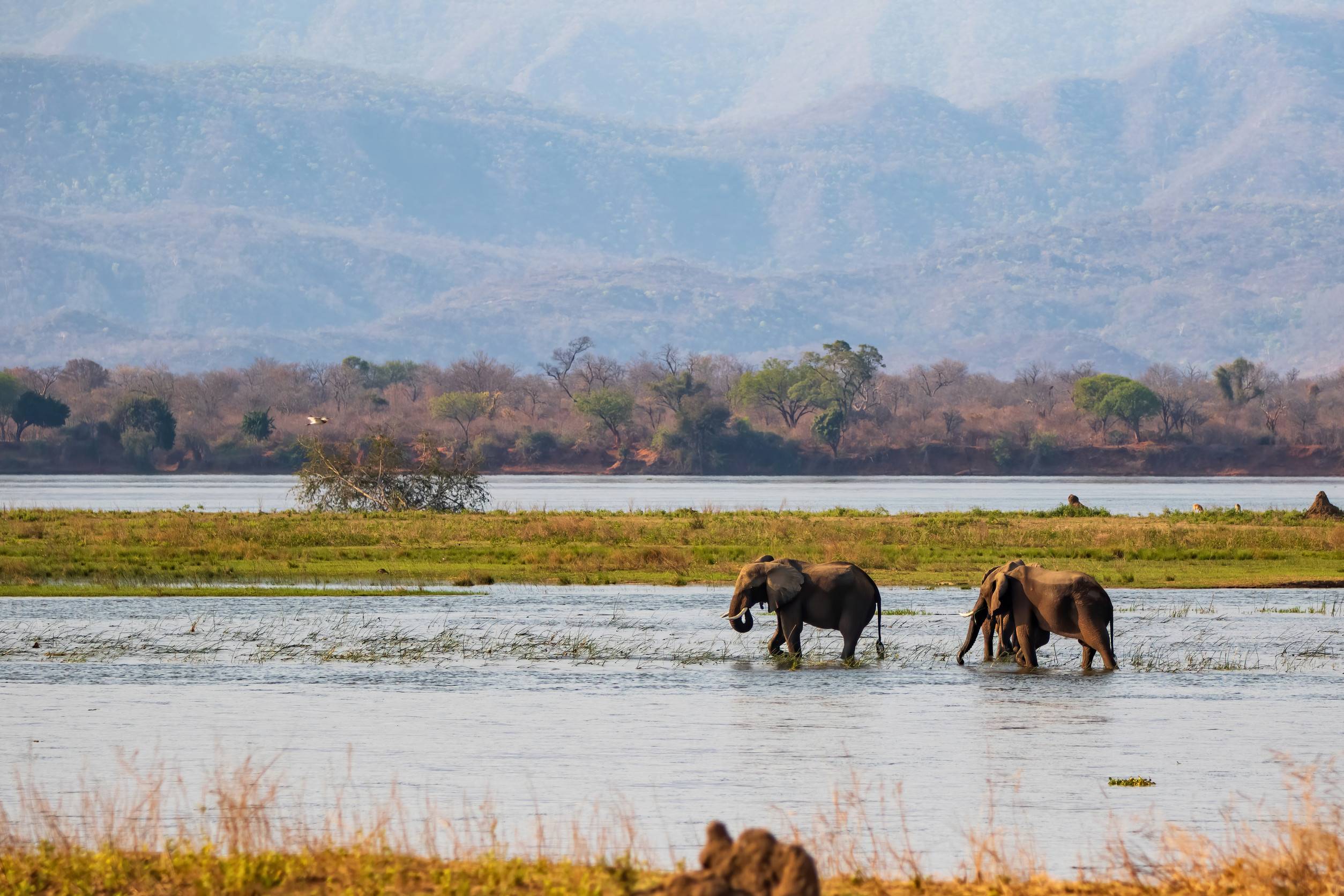 Elephant Bulls Walking In The Zambezi River