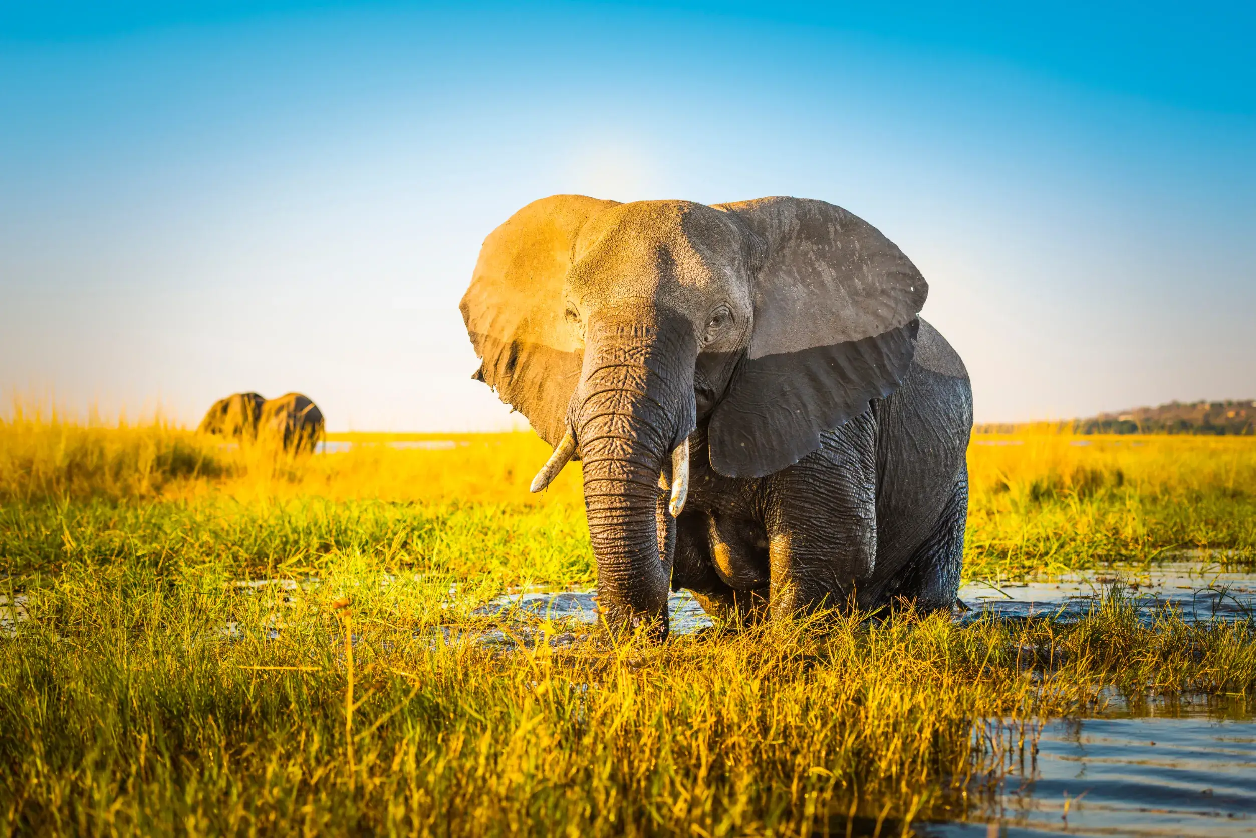 elephant half wet in sunset light in africa