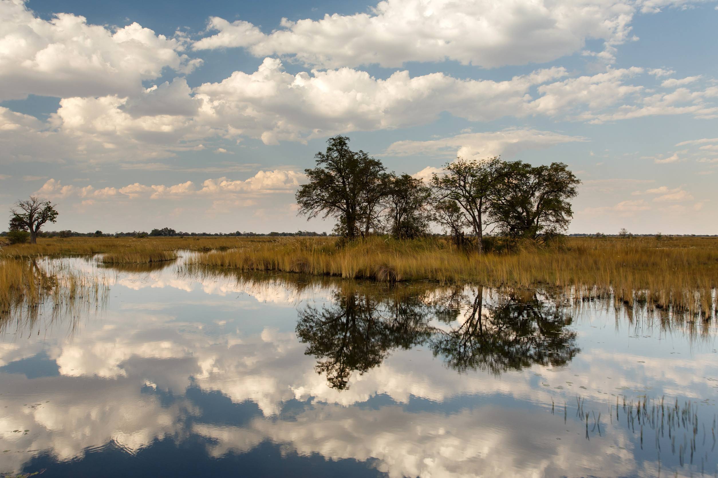 Okavango Delta Moremi National Park In Botswana Africa