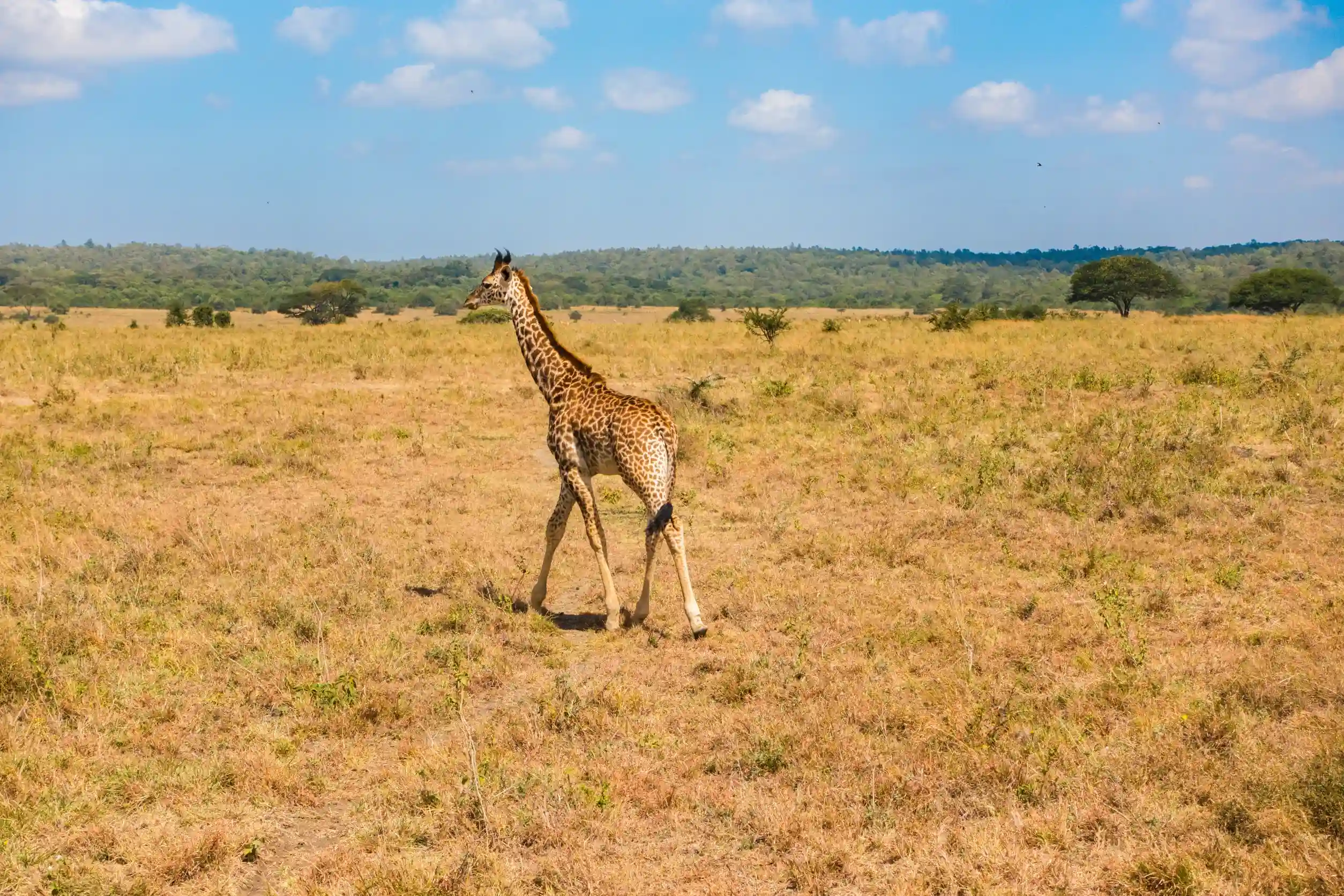 single girrafe walks alone in its wild natural habitat in africa views