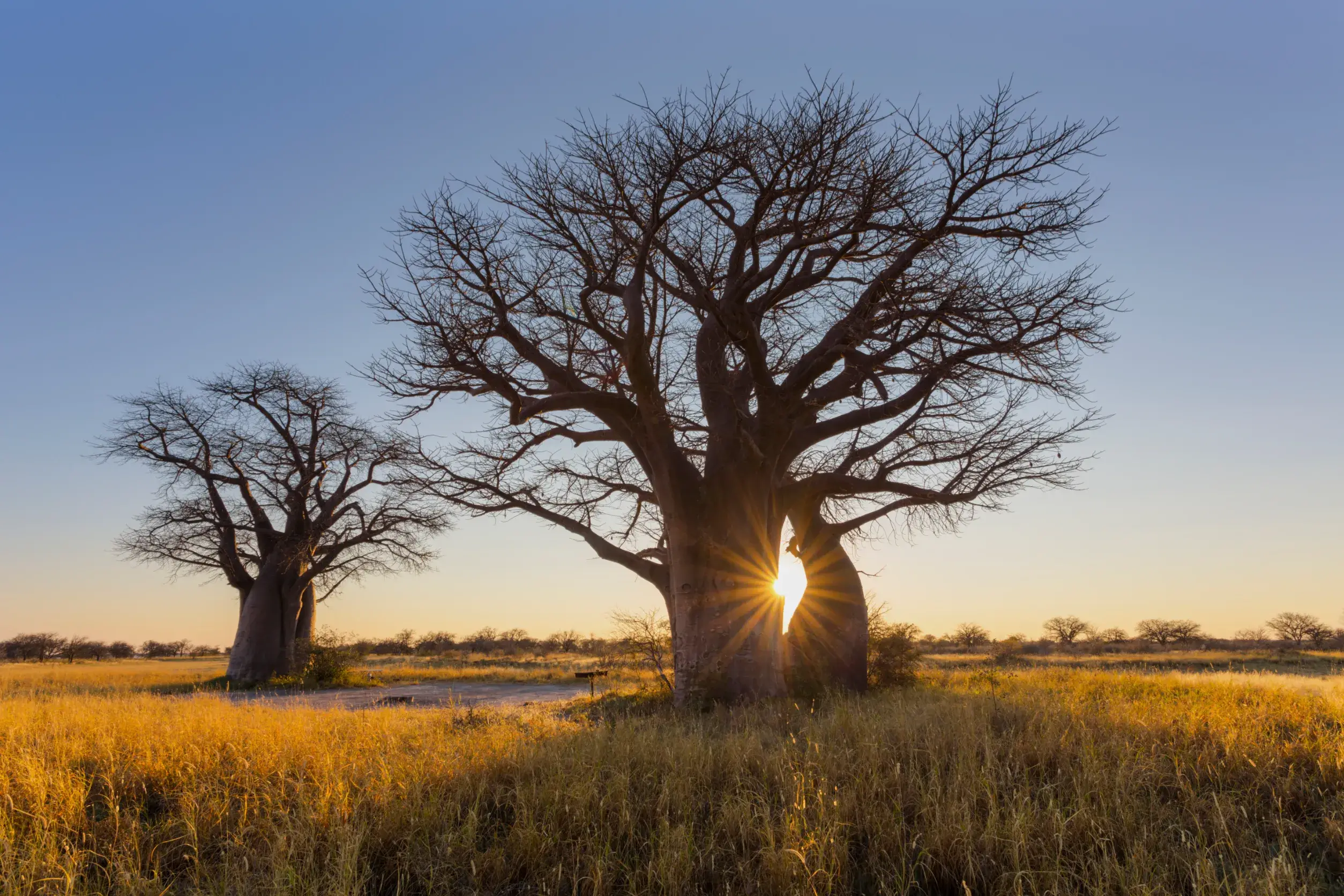 sun star burst at sunrise at the baobab tree