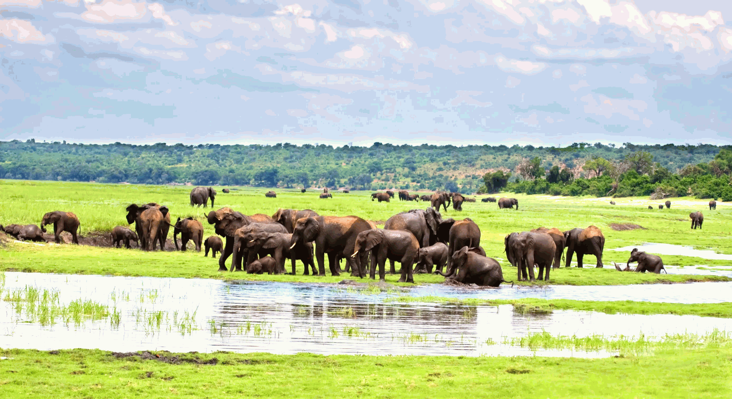 the group of elephants at waterhole loxodonta river in africana botswana
