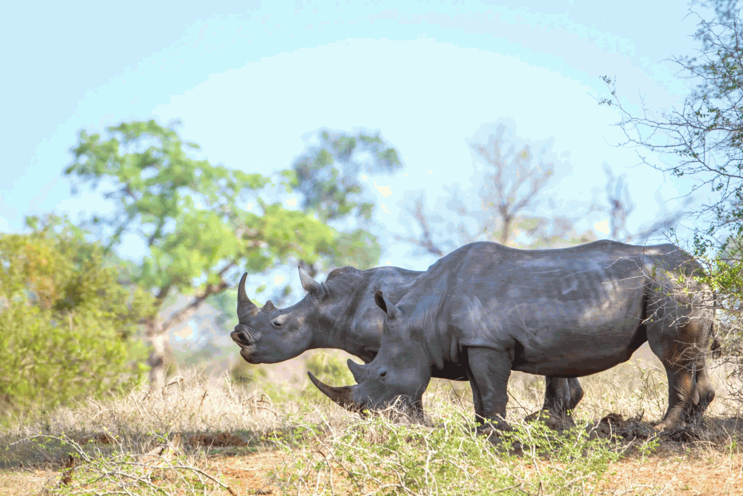the rhinocerotidae couple in zimbabwe bulawayo