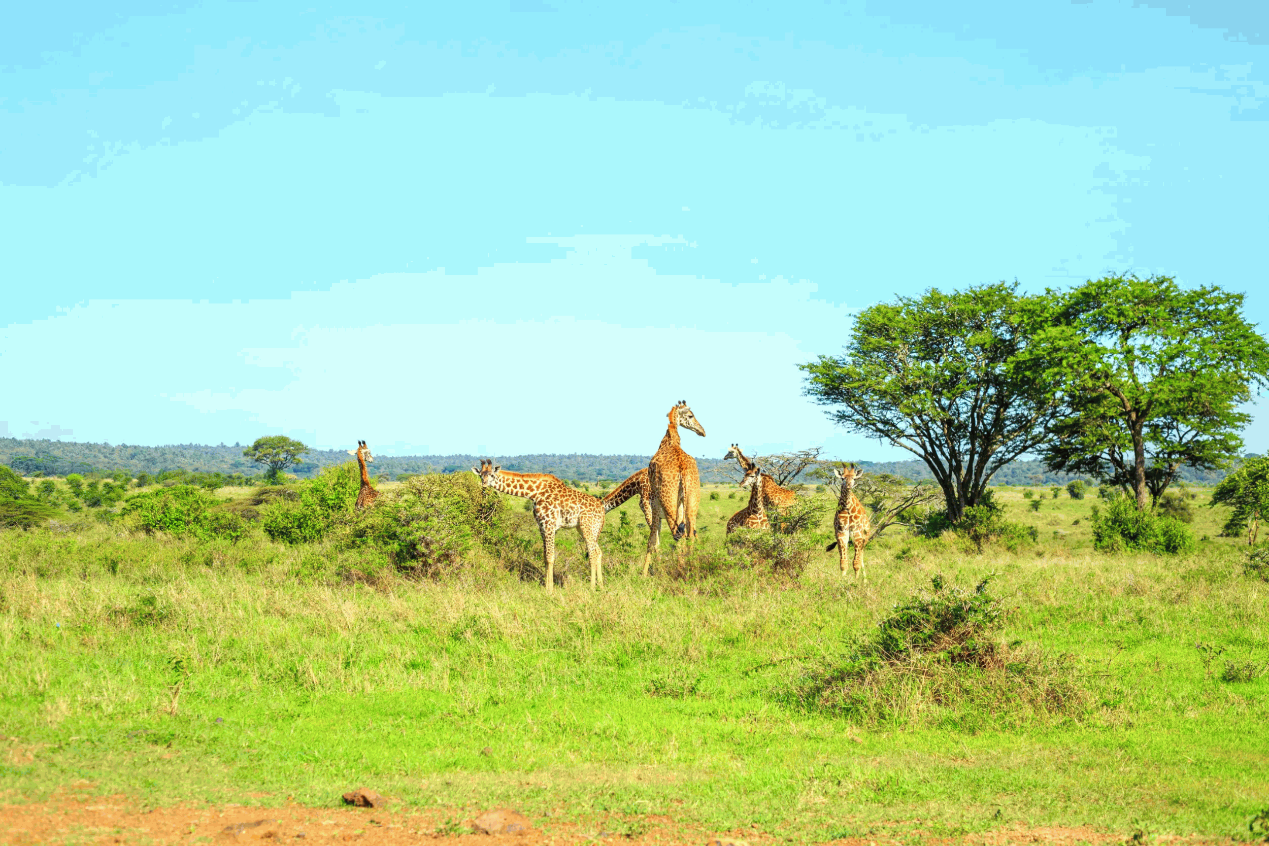 the view of national park in nairobi kenya