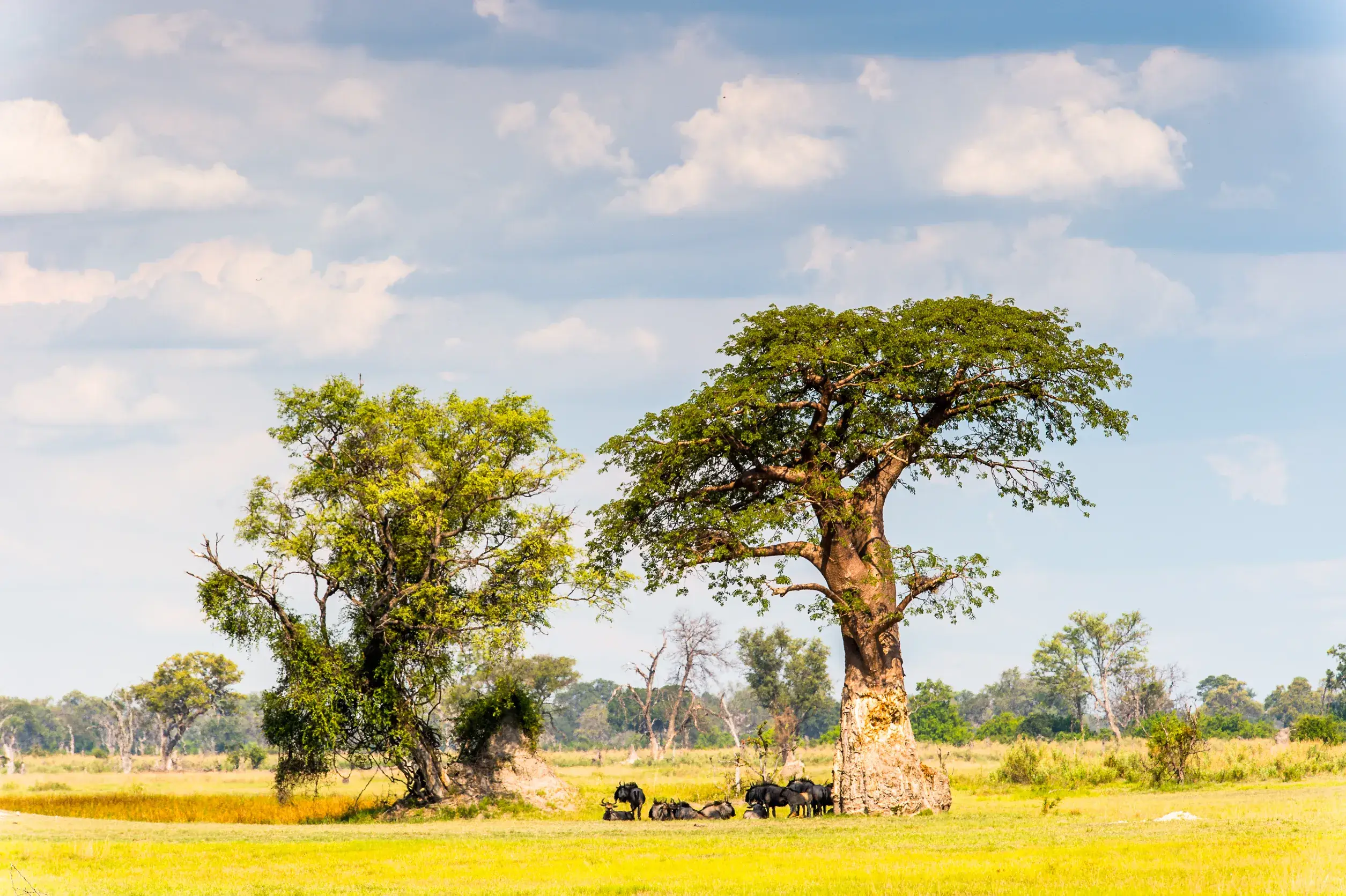 tree at the okavango delta okavango grassland one of the seven natural