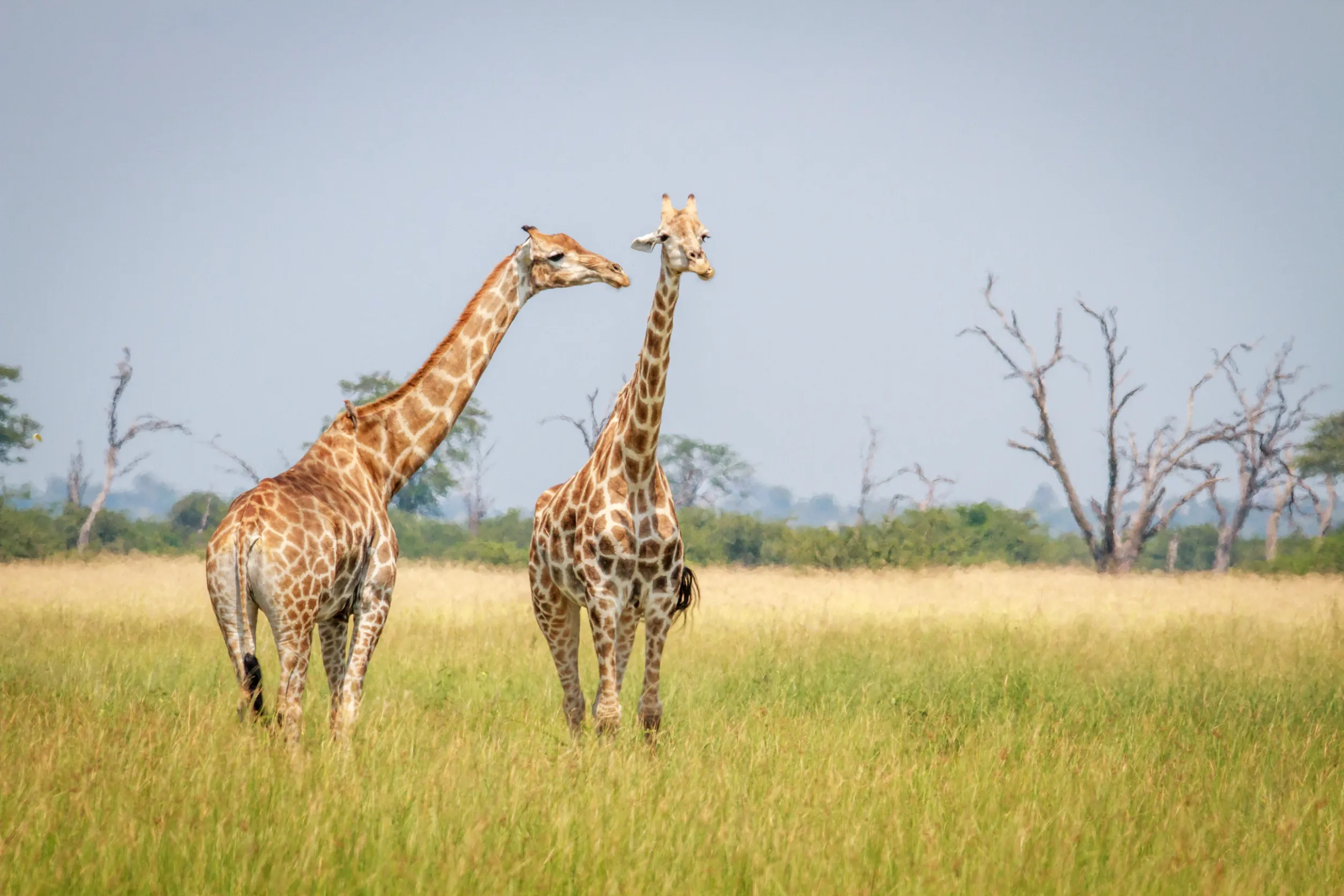 two giraffes standing in the grass in the chobe national park botswana